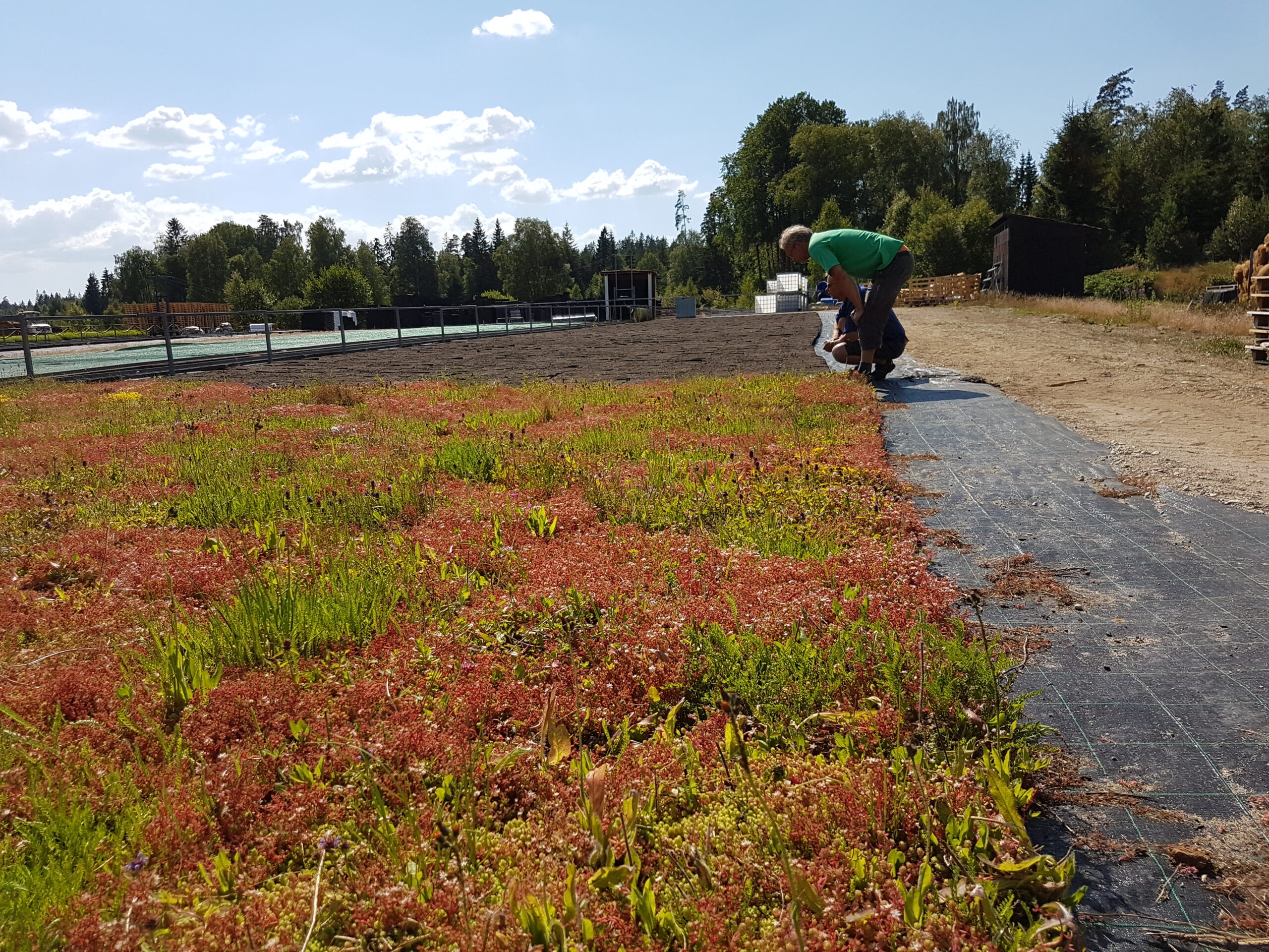 biochar permaculture green roof 